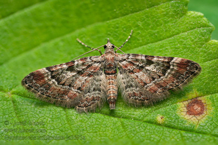 Gymnoscelis rufifasciata