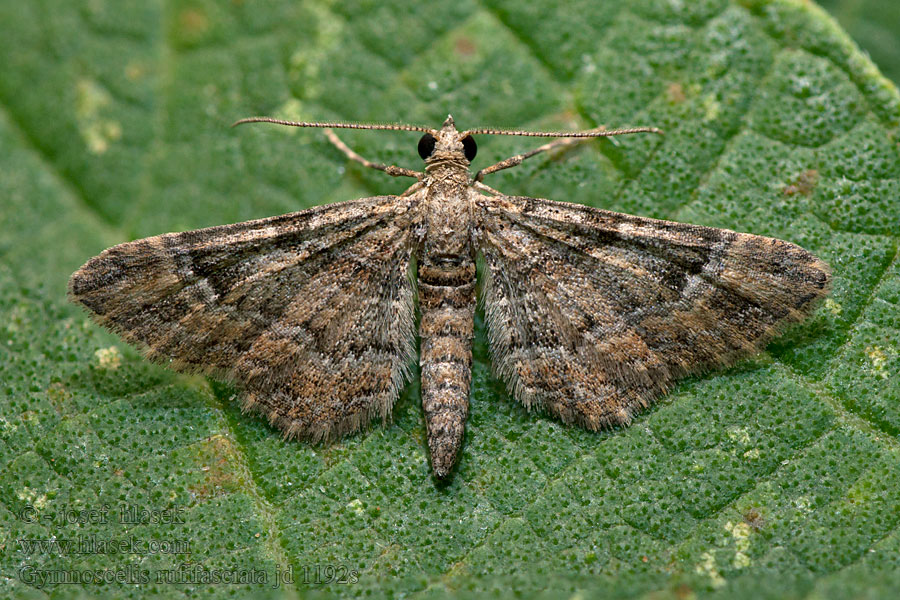 Píďalička zarudlá Gymnoscelis rufifasciata