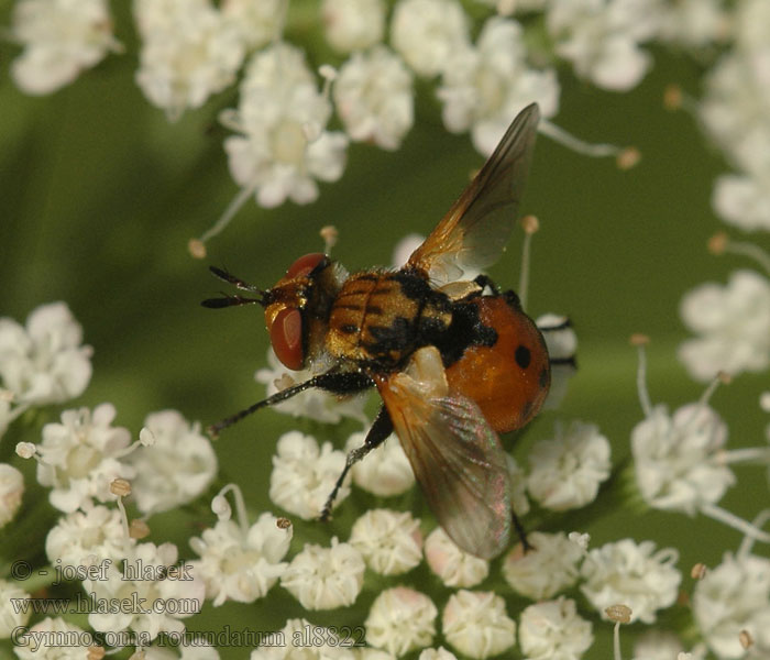 Gymnosoma rotundatum