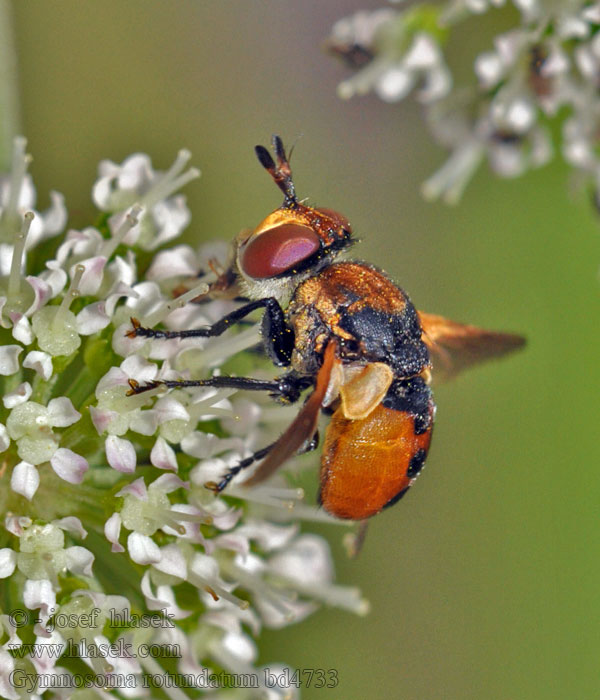 Gymnosoma rotundatum