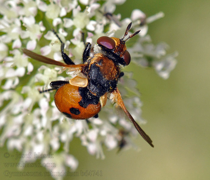 Gymnosoma rotundatum