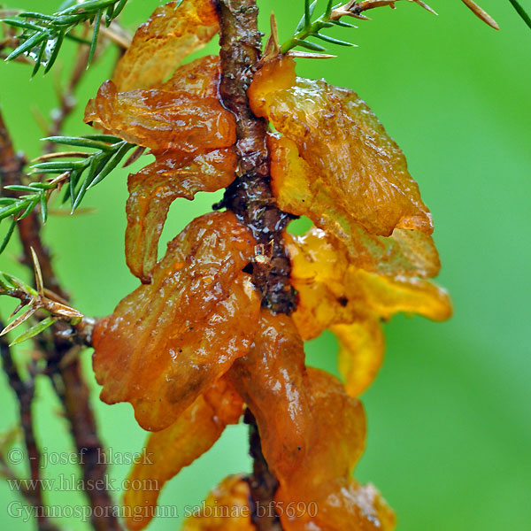 European pear rust trellis Birnengitterrost Ръжда по крушата