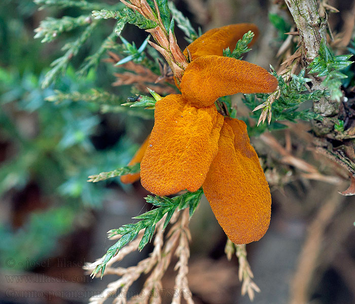 Gymnosporangium sabinae