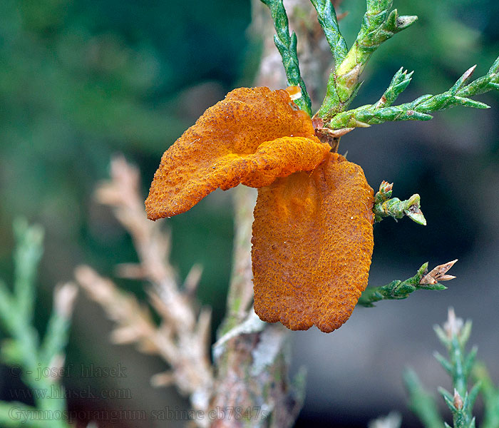 Gymnosporangium sabinae