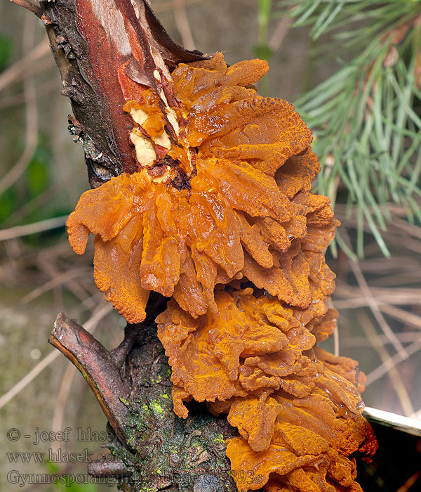 Gymnosporangium sabinae