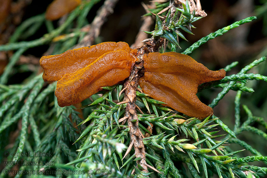 Gymnosporangium sabinae