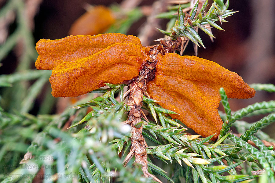 Gymnosporangium sabinae Rez hrušňová Birnengitterrost