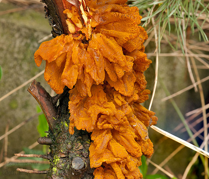 Gymnosporangium sabinae Peer-jeneverbesroest Nagoć sawinowa