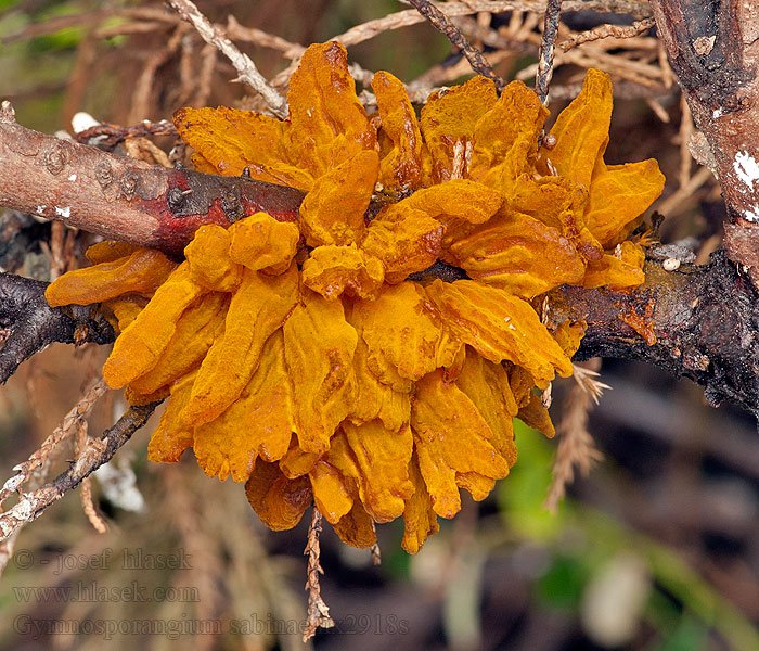 Gymnosporangium sabinae Hrdzavka hrušková Pære-gitterrust