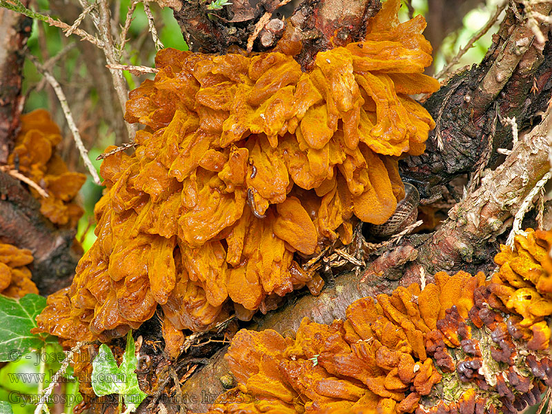 Gymnosporangium sabinae Rouille grillagée poirier