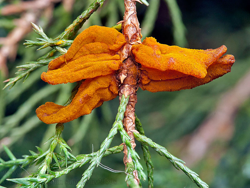 Gymnosporangium sabinae Ржавчина груши European pear rust