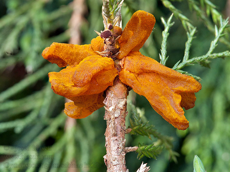 Rez hrušňová Gymnosporangium sabinae