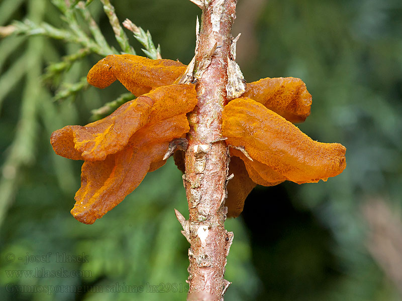 Birnengitterrost Gymnosporangium sabinae