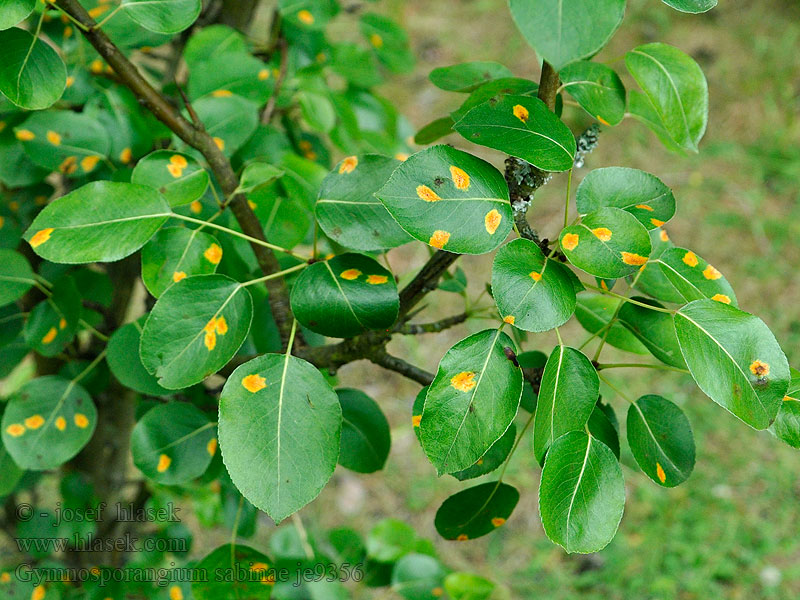 Rez hrušňová Birnengitterrost Peer-jeneverbesroest Gymnosporangium sabinae