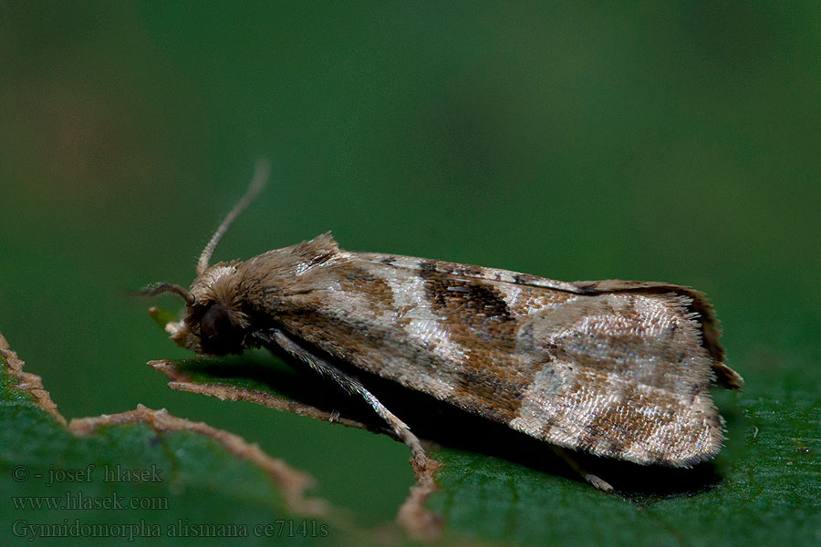 Gynnidomorpha alismana Water plantain conch Zvinúvač žabníkový