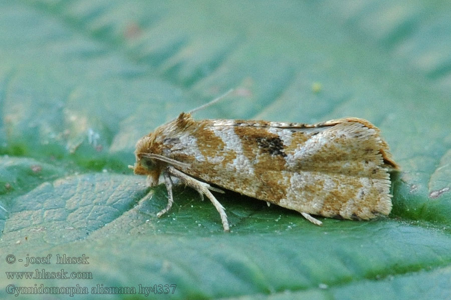 Gynnidomorpha alismana Alismabladroller Svaltingblomvecklare