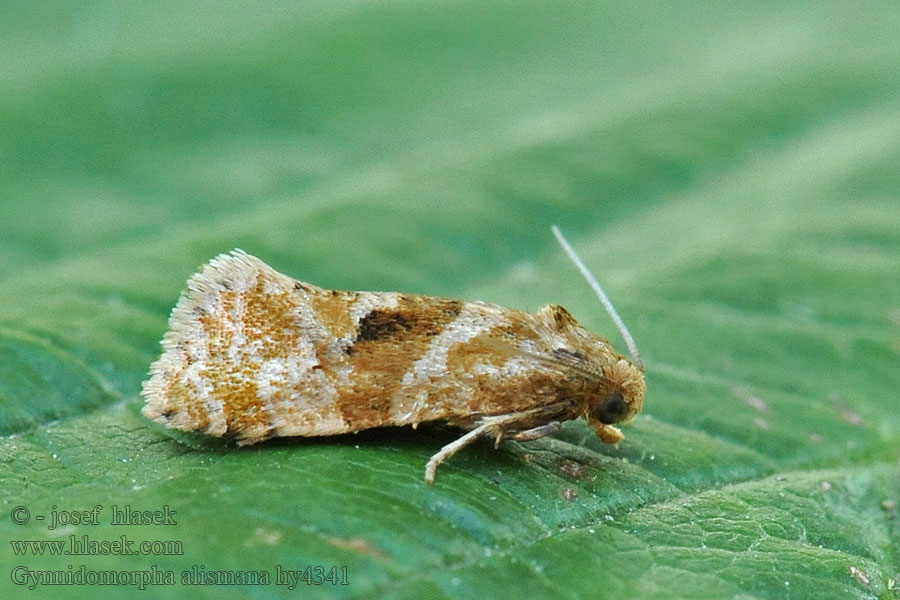 Gynnidomorpha alismana Vassgropraktvikler Skebladvikler