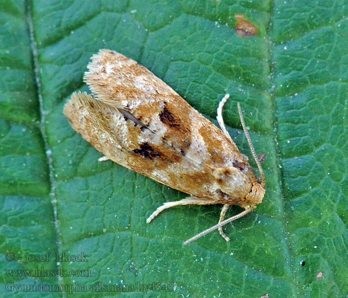 Water plantain conch Zvinúvač žabníkový Gynnidomorpha alismana