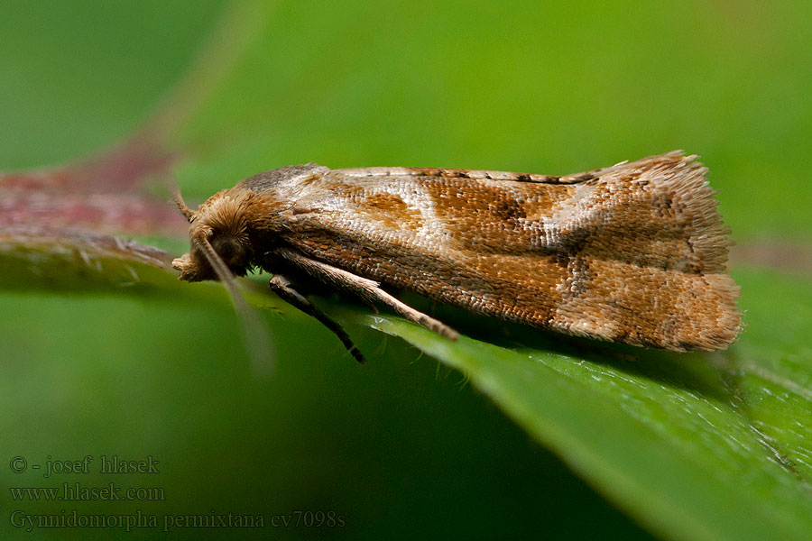 Gynnidomorpha permixtana Phalonidia Zvinúvač štrkáčový