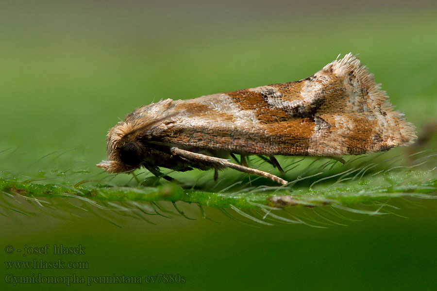 Ratelaarbladroller Gynnidomorpha permixtana