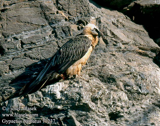 Gypaetus barbatus Bearded Vulture Lammergeier lammegrib