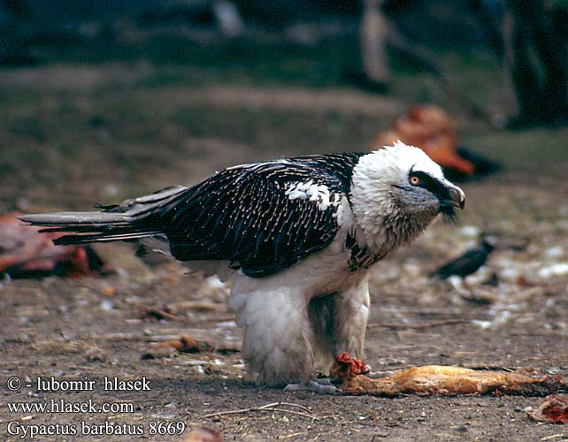 Gypaetus barbatus 8669