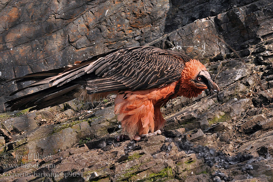 Gypaetus barbatus פרס Bearded Vulture Lammergeier lammegrib