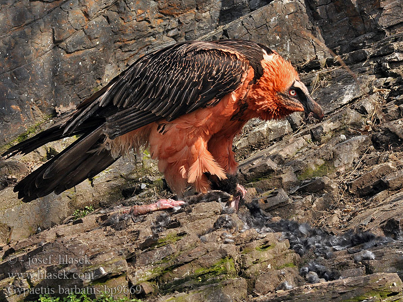 Gypaetus barbatus Partakorppikotkia Gypaète barbu