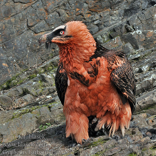 Gypaetus barbatus Lammergier Gipeto barbato barbuto