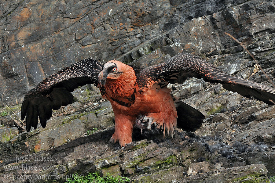 Gypaetus barbatus Saskeselyű Bartgeier Orłosęp