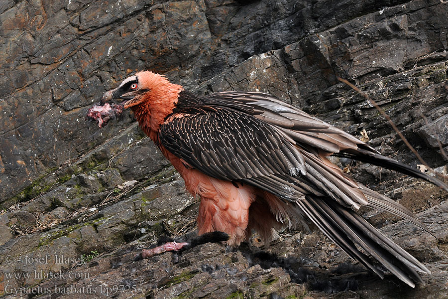 Gypaetus barbatus Quebrantahuesos Lammgam 胡兀鹫