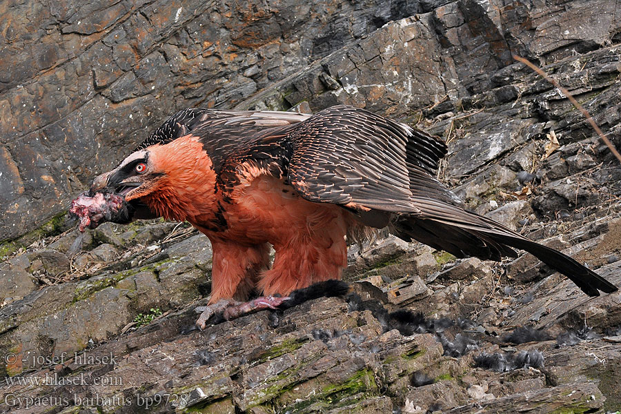 Gypaetus barbatus Бородач ヒゲワシ نسر ابو ذقن 수염수리 Γυπαετός