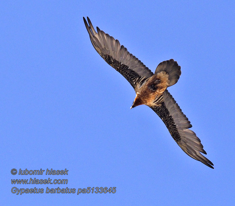 Orlosup bradatý Gypaetus barbatus