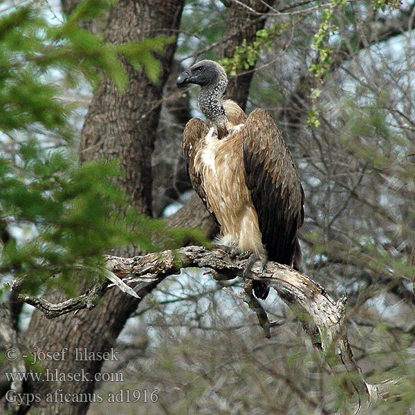 African White-backed Vulture Hvidrygget grib Savannikorppikotka Vautour africain