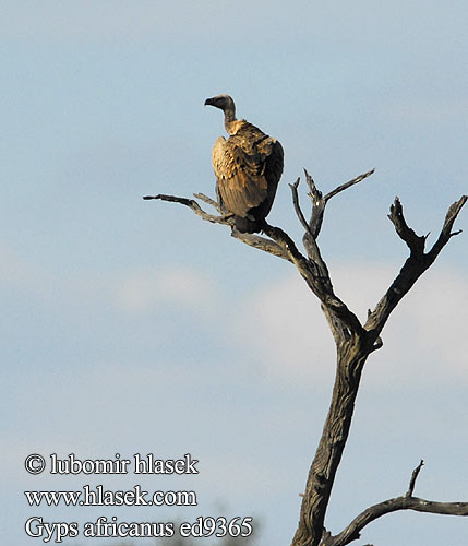 Sup bielochrbtý Gyps africanus African White-backed Vulture Hvidrygget grib