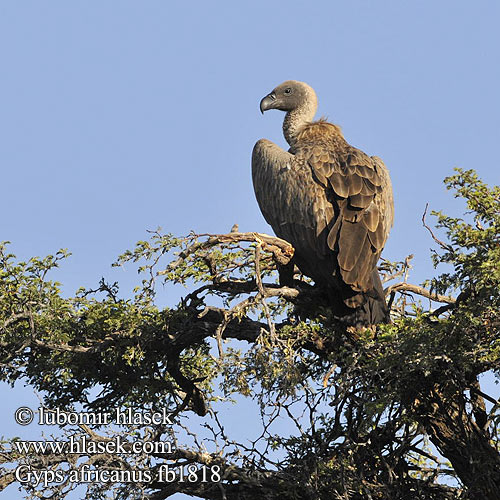 コシジロハゲワシ Grifo cabo Hvitrygggribb Sup bielochrbtý Gyps africanus