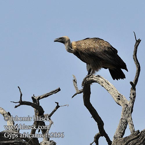 Grifo cabo Hvitrygggribb Sup bielochrbtý Gyps africanus African White-backed