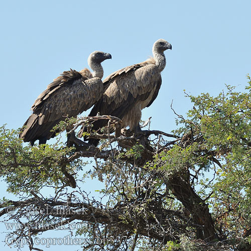 Gyps coprotheres kolbii Cape Griffon Vulture Sup kapský Kapgeier Kapgrib Buitre Cabo Kapinkorppikotka Vautour chassefiente Avvoltoio Capo ケアプシロエリハゲワシ Kaapse Gie Sep przyladkowy Grifo Cabo Капский гриф Kransaasvoël Ekuvi Lenong Diswaane Khoti Ixhalanga iNqe Skjellgribb Fokföldi fakókeselyű 南非兀鹫