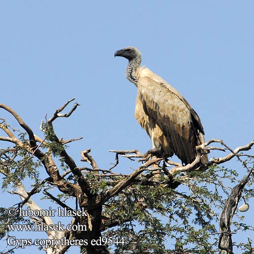 Kapgeier Kapgrib Buitre Cabo Kapinkorppikotka Vautour chassefiente Avvoltoio Capo ケアプシロエリハゲワシ Kaapse Gie Sep przyladkowy Grifo Cabo Капский гриф Kransaasvoël Ekuvi Lenong Diswaane Khoti Ixhalanga iNqe Skjellgribb Fokföldi fakókeselyű 南非兀鹫 Gyps coprotheres kolbii Cape Griffon Vulture Sup kapský