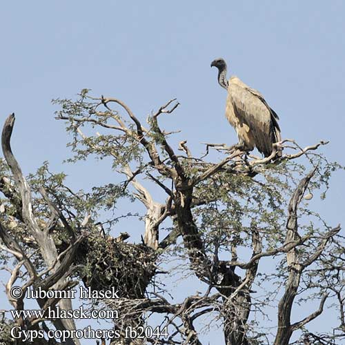 Vautour chassefiente Avvoltoio Capo ケアプシロエリハゲワシ Kaapse Gie Sep przyladkowy Grifo Cabo Капский гриф Kransaasvoël Ekuvi Lenong Diswaane Khoti Ixhalanga iNqe Skjellgribb Fokföldi fakókeselyű 南非兀鹫 Gyps coprotheres kolbii Cape Griffon Vulture Sup kapský Kapgeier Kapgrib Buitre Cabo Kapinkorppikotka