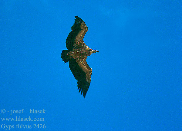 Kransaasvoël Gyps fulvus Griffon Vulture Gänsegeier