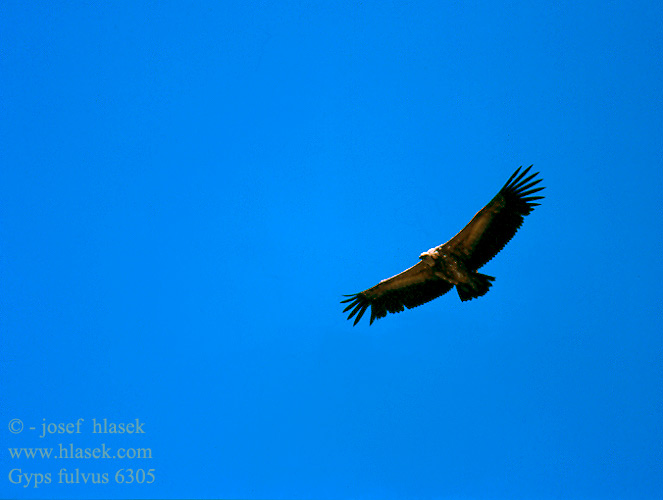 Griffon Vulture Gänsegeier Vautour fauve Buitre Leonado