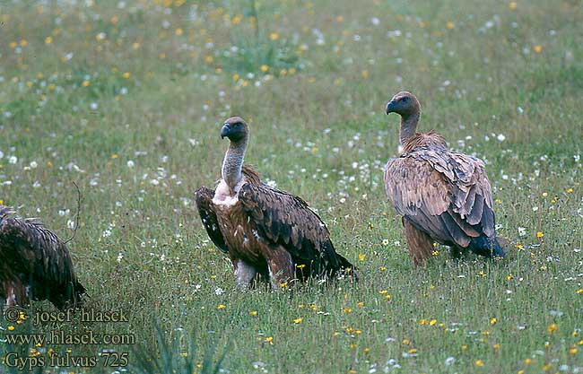 Buitre Leonado Sup bělohlavý Gåsegrib Vale Gier