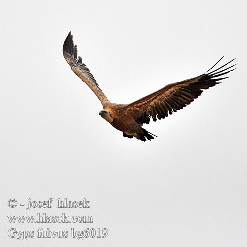 Gyps fulvus Griffon Vulture Gänsegeier