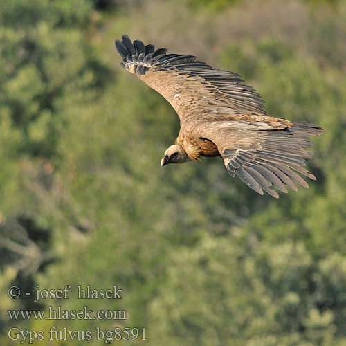 Gyps fulvus bg8591