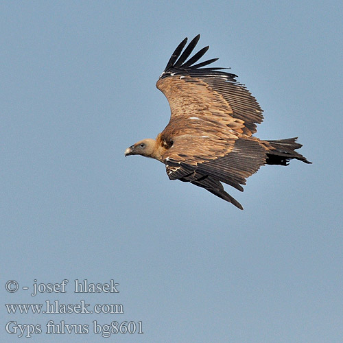 ケアプシロエリハゲワシ Kransaasvoël Gyps fulvus