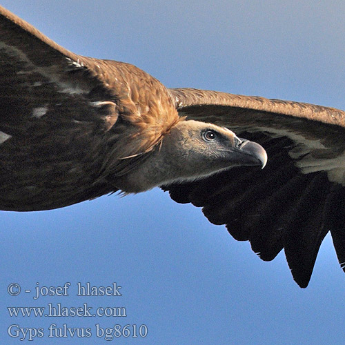 Griffon Vulture Gänsegeier Vautour fauve Buitre Leonado