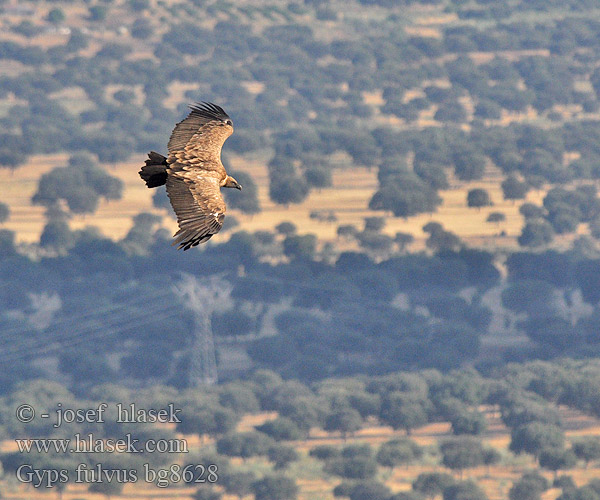 Gyps fulvus bg8628