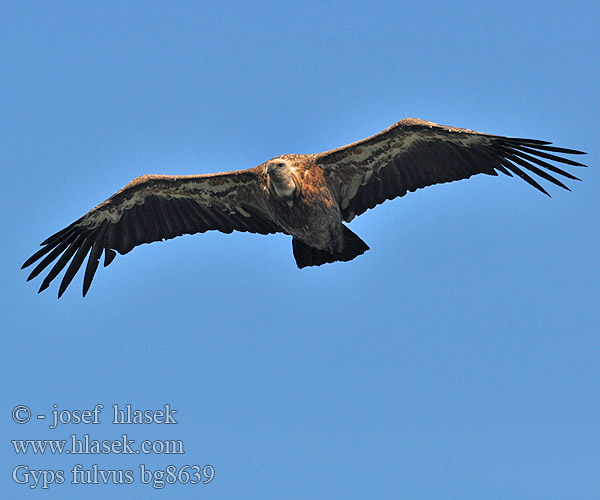 Gyps fulvus bg8639