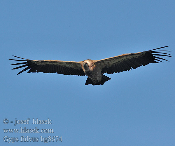 Gyps fulvus bg8674